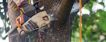 Why Choose Our Tree Removal Services in Goshen, CA?