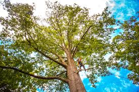 Reliable Goshen, CA  Tree Services Solutions