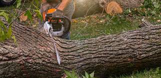 Best Hazardous Tree Removal  in Goshen, CA