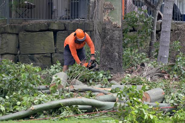 Best Tree and Shrub Care  in Goshen, CA